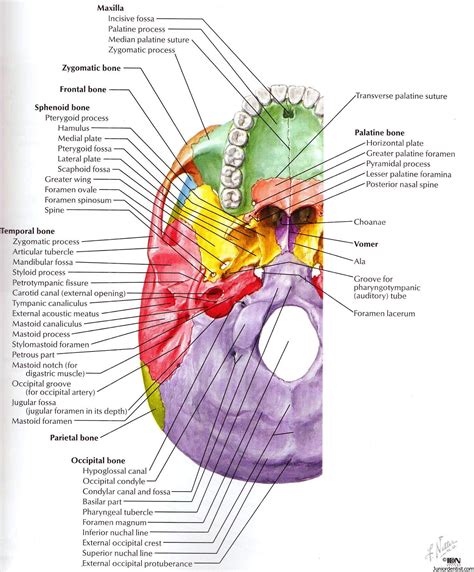 Foramen Lacerum Location Anatomy And Structures Passing Through It
