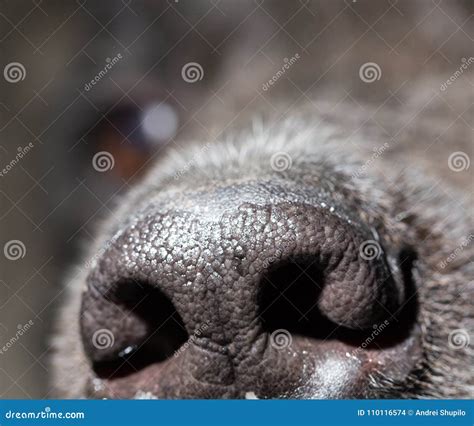 Beautiful Black Dog S Nose Macro Stock Photo Image Of Nostril Doggy