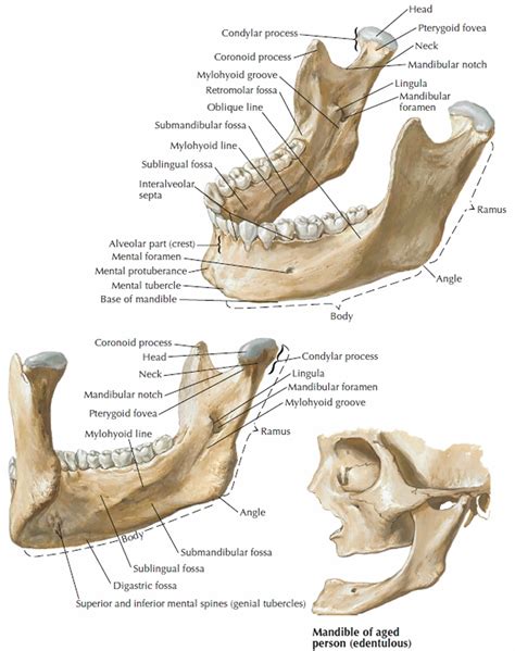 Condylar Process Of Mandible