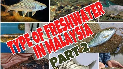 Atau ingin tau jenis ikan laut untuk hiasan? Nama Jenis Ikan Air Tawar Di Malaysia