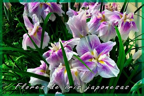 Flores De Iris Japonesas Cultivo Y Cuidados