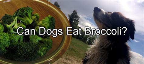 Can Dogs Eat Broccoli Pethority Dogs