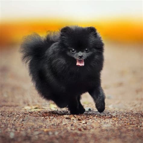 Black Pomeranian Puppy World Of Animal Pomeranian Puppy Cute