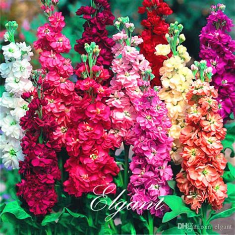 Matthiola Incana Mixed Color Stock Flower 200 Seeds Great