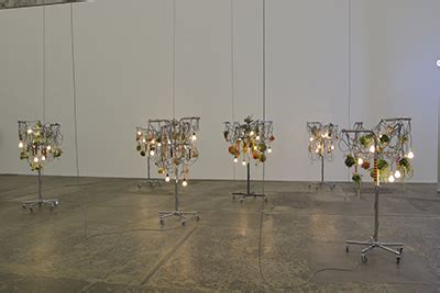 Strange fruit hanging from the poplar trees. Strange Fruit 2012