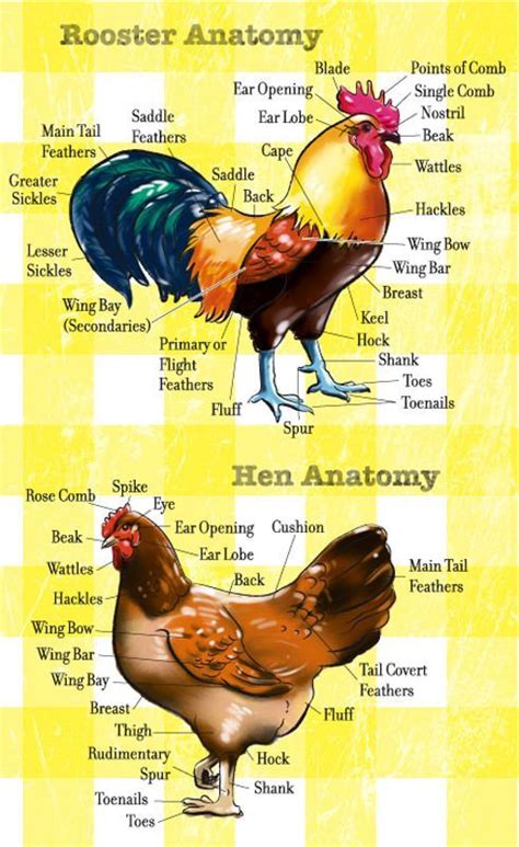 Rooster Anatomy And Hen Anatomy Chicken Anatomy Chickens Backyard Raising Chickens