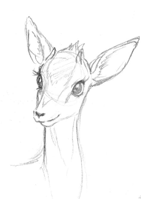 Absurdly Cute Deer By Hailleypete On Deviantart