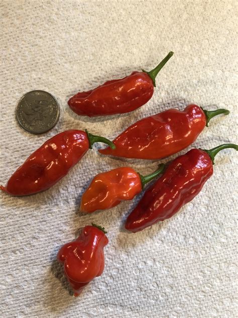 Red Aji Lemon Drop Rhotpeppers