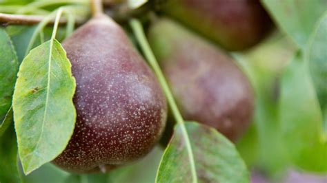 Tips For Homegrown Orchard Fruit Sunset Magazine