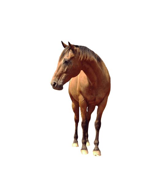 Download Horse Png Image Hq Png Image Freepngimg