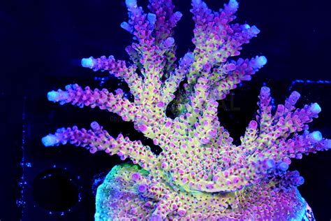 Pc Rainbow Teaser Acropora Prime Coral