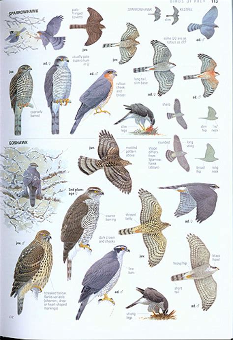 Collins Bird Guide The Most Complete Guide To The Birds