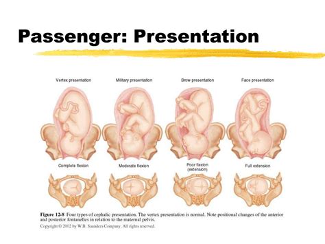 Ppt The Birth Process Powerpoint Presentation Free Download Id187838