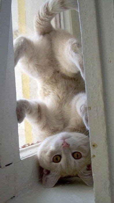 Image Result For Cat Hanging Upside Down Baby Animals Funny Animals