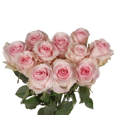 Nena Rose Pale Pink 40 Cm Potomac Floral Wholesale
