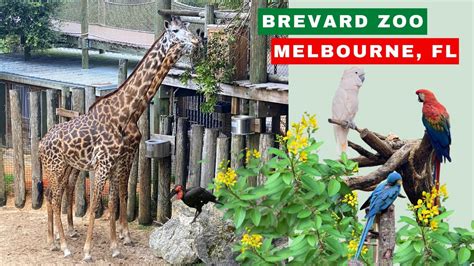 Brevard Zoo Melbourne Florida Youtube