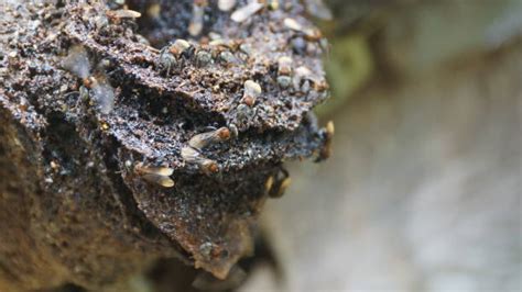 Determinants of stingless bee nest density in lowland dipterocarp forests of sabah, malaysia. Stingless Bee Stock Photos, Pictures & Royalty-Free Images ...