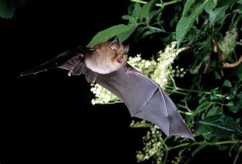 Species Lesser Horseshoe Bat The Mammal Society