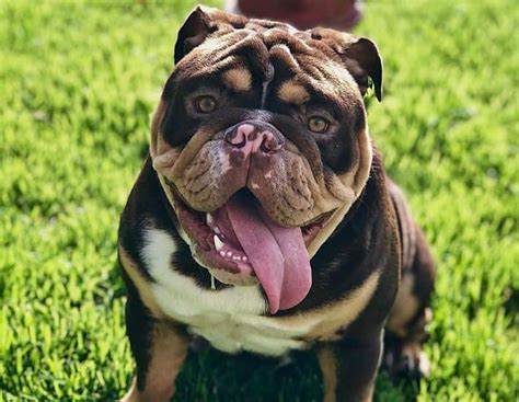 English Bulldog Colors Whats The Best Color For An English Bulldog