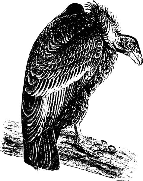 Cóndor De California Ilustración Vintage Carroña Ornitología Rapaz