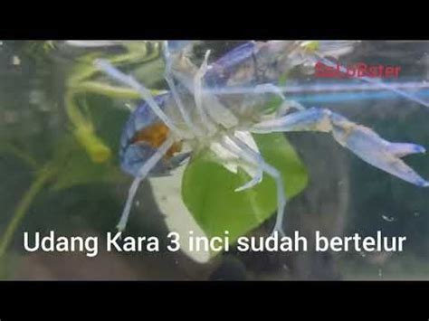 Di malaysia, pada awalnya haiwan ini dibawa masuk untuk dijadikan sebagai ternakan hiasan. Udang Kara air tawar - YouTube in 2020 | Kara, Air, Comedy