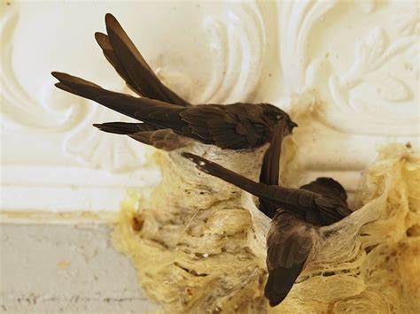 A few suggestions and tips for where you want to buy quality bird's nests at affordable prices in the us. Edible-Nest Swiftlet | Melaka. They nest season on season ...