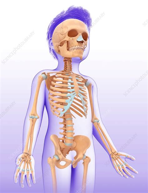 Childs Skeletal System Illustration Stock Image F0164899