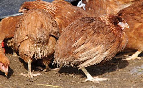 Coccidiosis Disease Kills Hundreds Of Poultry In Gulu