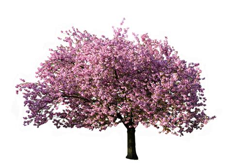 Flower blossom branch cherry blossom plant petal spring twig tree floral design. Tree Magnolia - Christmas Nature Transparent Background png download - 960*694 - Free ...