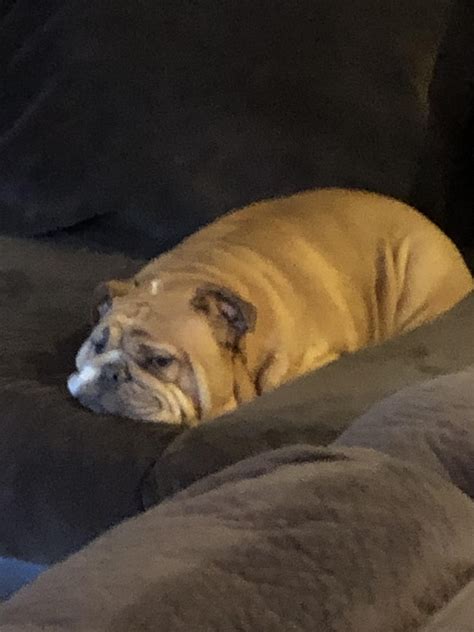 Hi This Is My Chonky Dog Hes Pretty Cool He Looks Like A Loaf Of