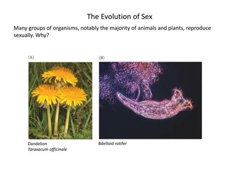 Ppt The Evolution Of Sex Powerpoint Presentation Free Download Id 1862188