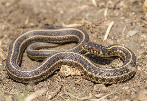 Plains Garter Snake Environmental Pest Management