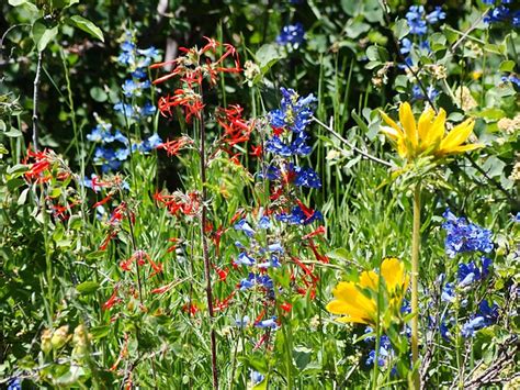 Utah Wildflowers An Album On Flickr