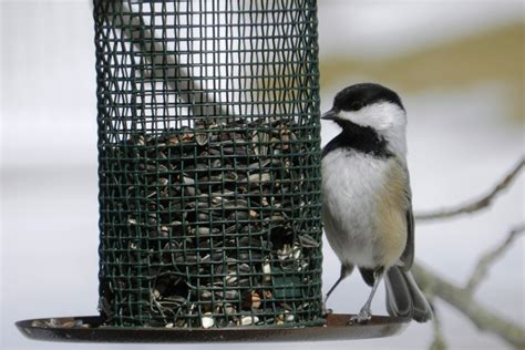 How To Build A Backyard Bird Sanctuary And Wildlife Habitat Dengarden