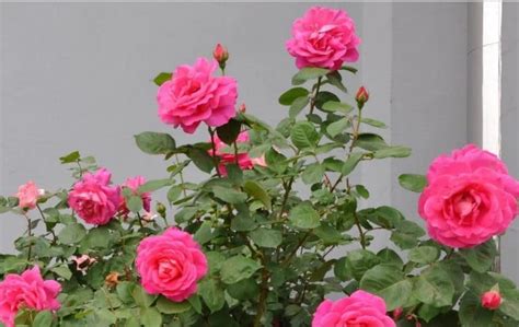 Mengenal 10 Jenis Bunga Mawar Di Berbagai Negara Terlengkap