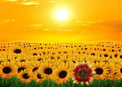 1920x1080px 1080p Free Download Sunflowers Beauty Sunflower Trees