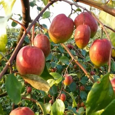 Kashmiri Red Apple Ber Plant At Rs 55piece Kashmiri Apple Ber Plant In Kolkata Id 22602507091