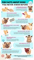 Amazing fun facts about dogs you probably didn t know – Artofit
