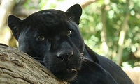 File:Black Panther by Bruce McAdam.jpg - Wikipedia