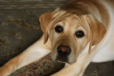 Mountain Cur Dog Yellow Mountain