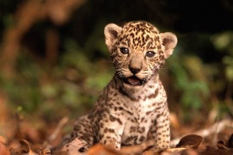 These Baby Amazon Animals Will Melt Your Heart Pachamama