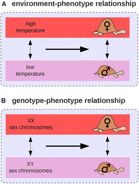 environment phenotype relationship vs gp relationship for sex
