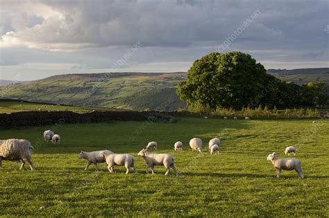 Sheep Grazing In Grassy Field Stock Image F0066853 Science Photo