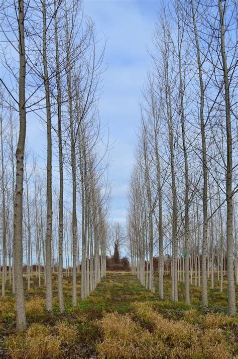 Perspective Of Rows Of Trees Lined Along A Road Pathway Stock Photo