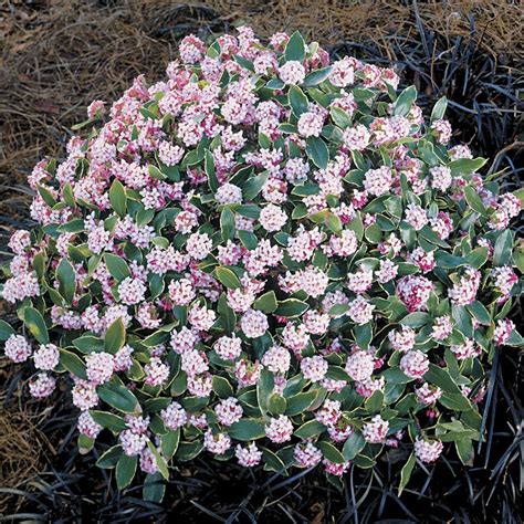 Variegated Daphne Daphne Odora Aureo Marginata At Wayside Gardens