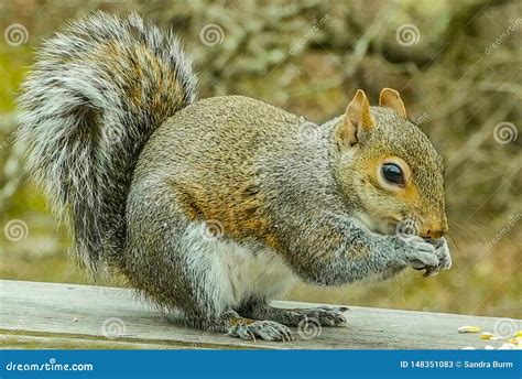 Squirrel Eating Corn Stock Image Image Of Creature 148351083