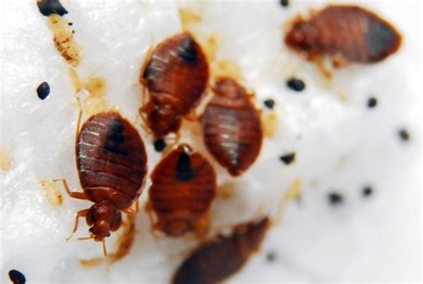 Where Do Bed Bugs Come From Bed Bug Facts