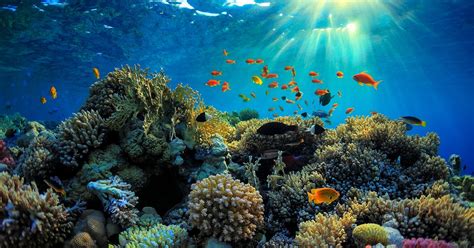 Great Barrier Reef Sea Life Quiz