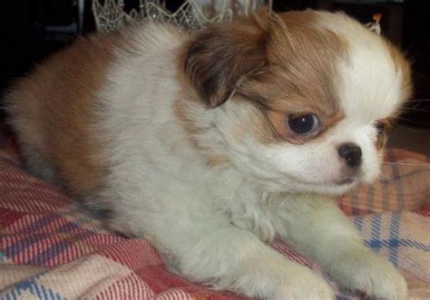 Japanese Chin Puppies 8 Weeks 1 Sable 3 Black And White For Sale In