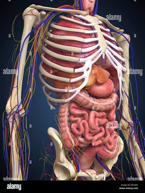 Human Midsection With Internal Organs Stock Photo Alamy